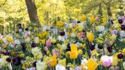 The Field of Gold in May